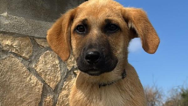 Neto Splendido Dolce Cucciolotto Cerca Famiglia 